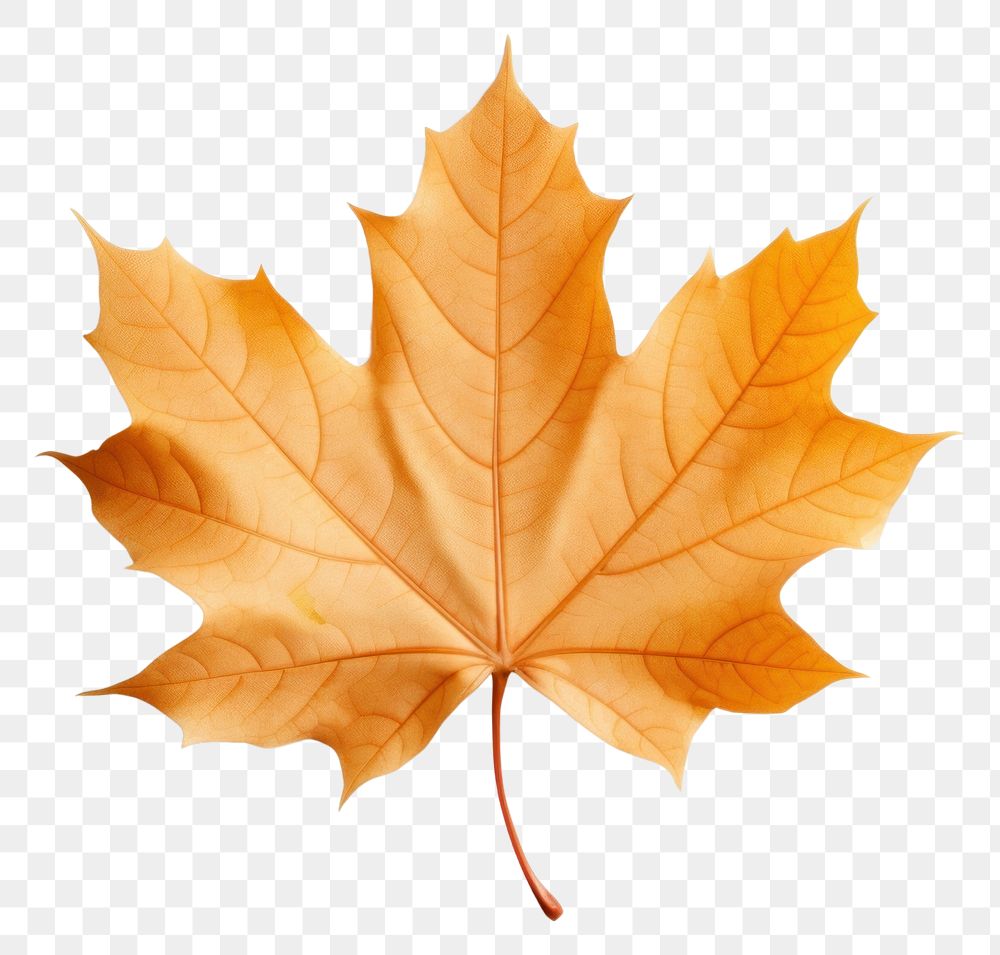 PNG Maple leaf plant tree. 