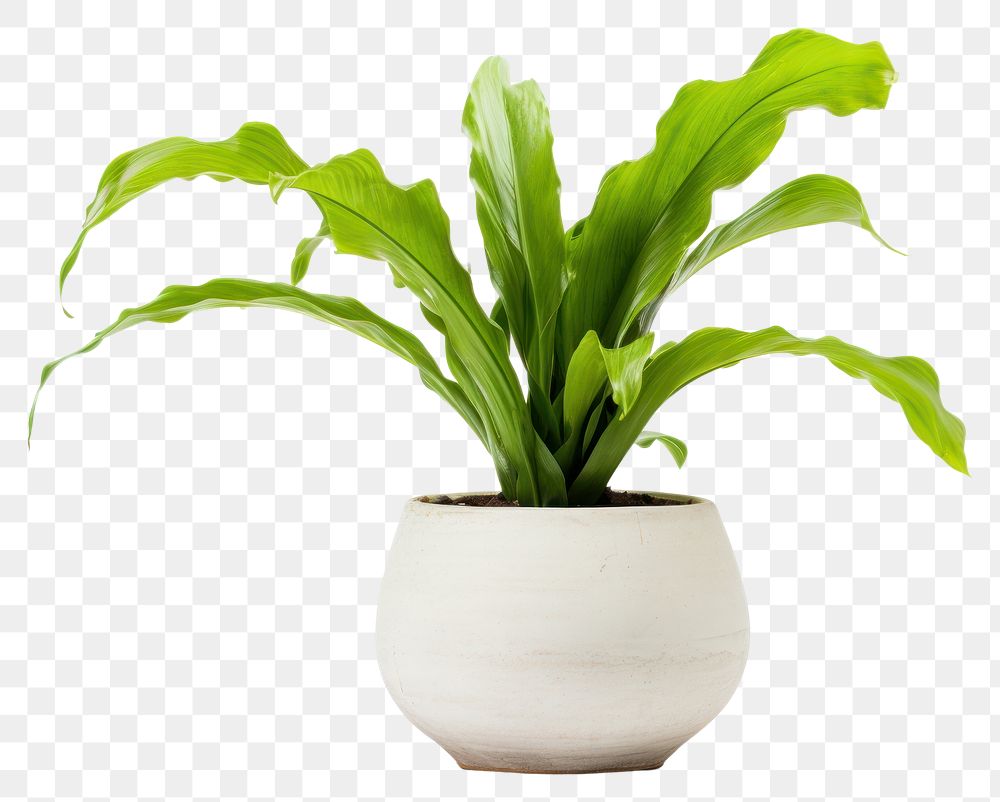 PNG Plant vase leaf houseplant. AI generated Image by rawpixel.