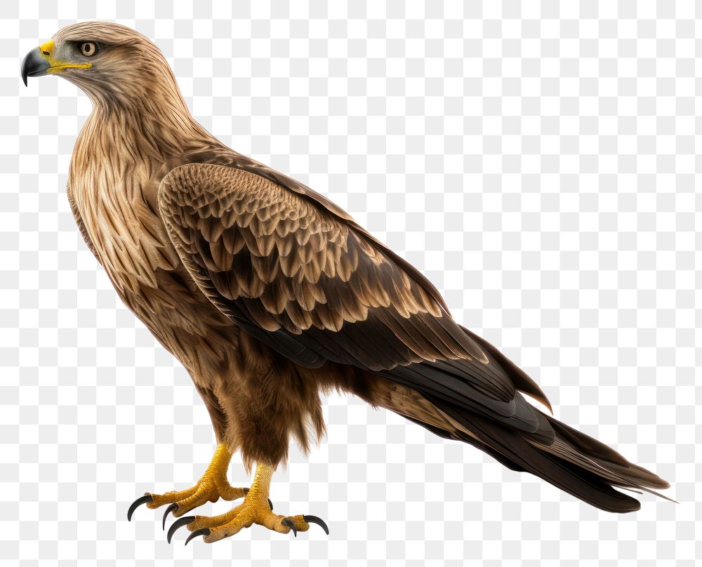 PNG Bird wildlife buzzard animal. AI generated Image by rawpixel.