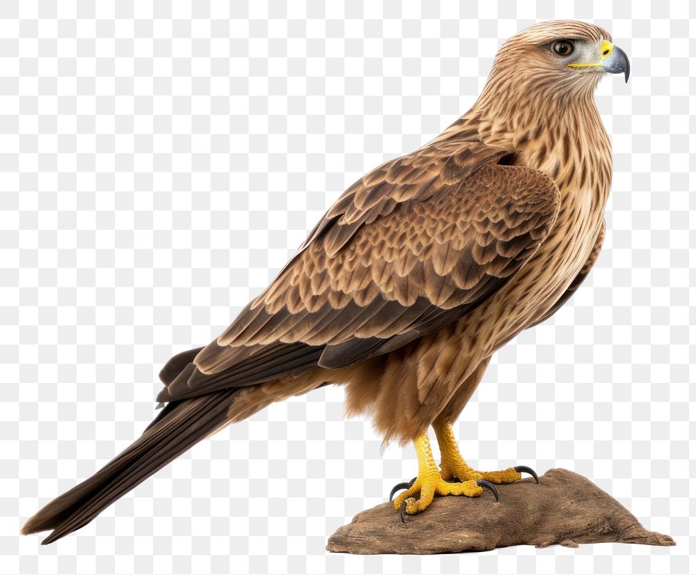 PNG Buzzard animal beak bird. AI generated Image by rawpixel.