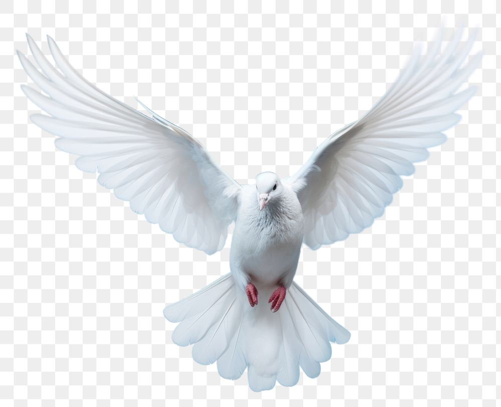PNG Animal flying bird dove