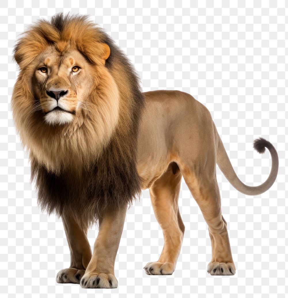 PNG Wildlife mammal animal lion transparent background
