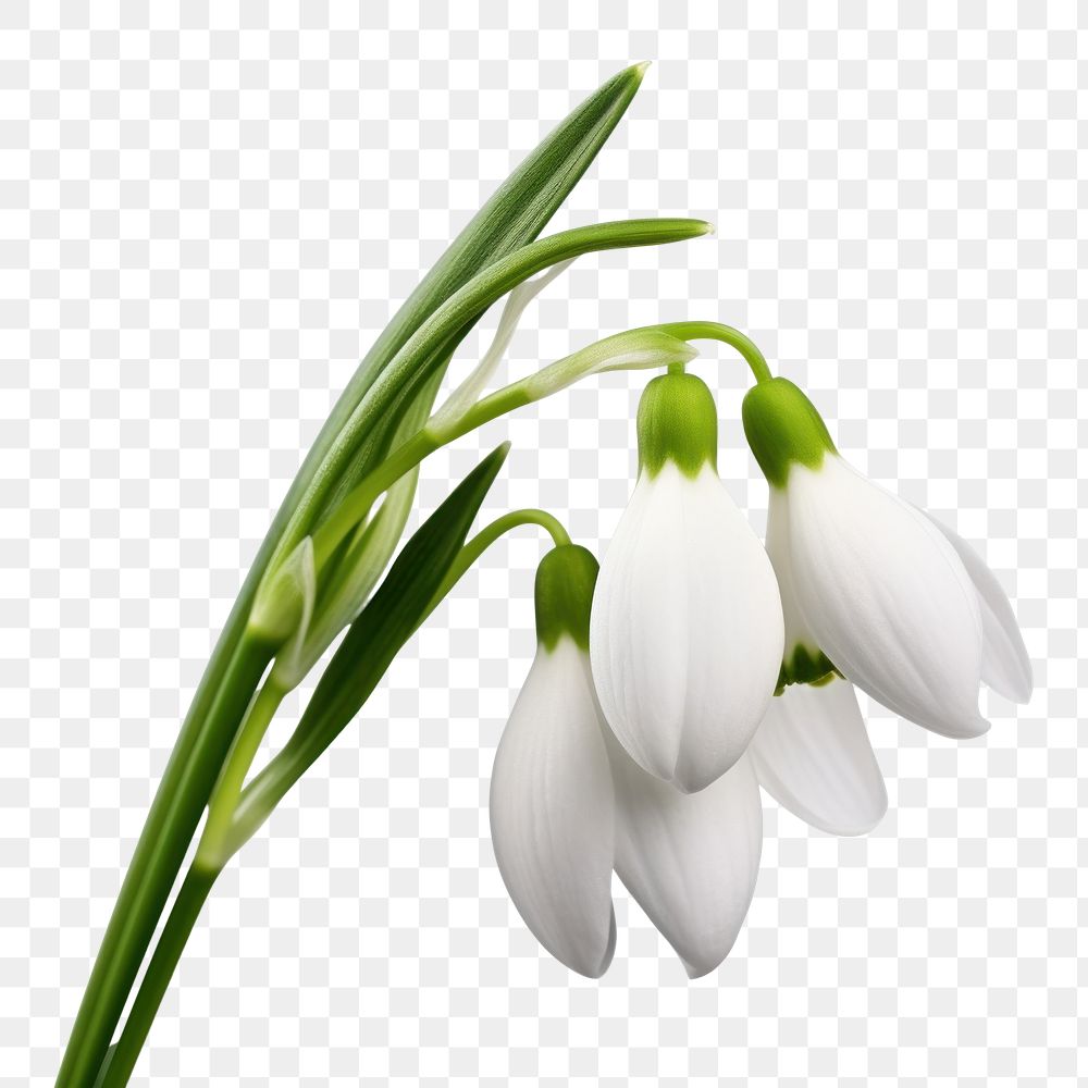 PNG Flower snowdrop plant petal. 