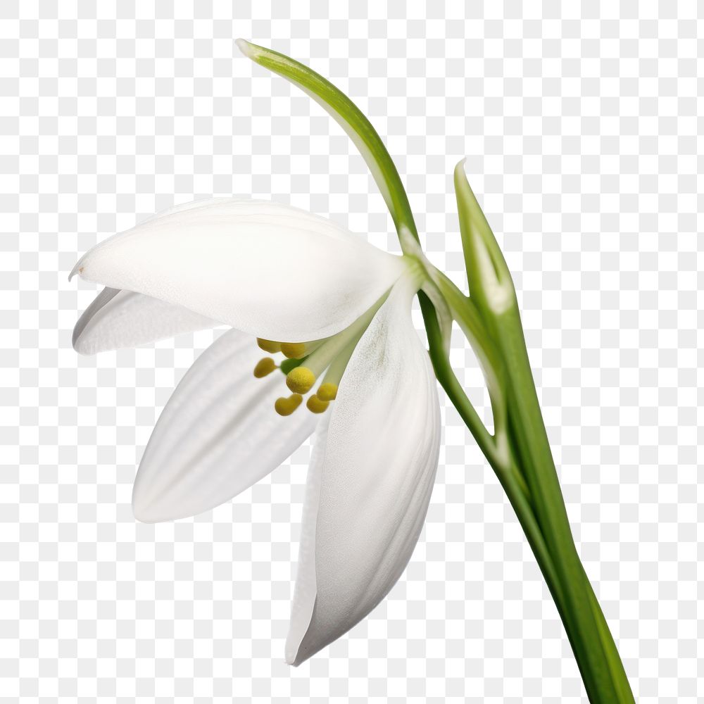PNG Flower petal plant lily. AI generated Image by rawpixel.