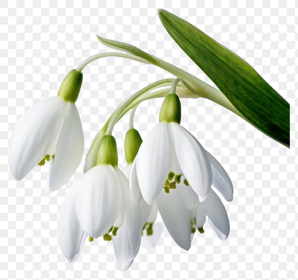 PNG Flower snowdrop plant petal. AI generated Image by rawpixel.
