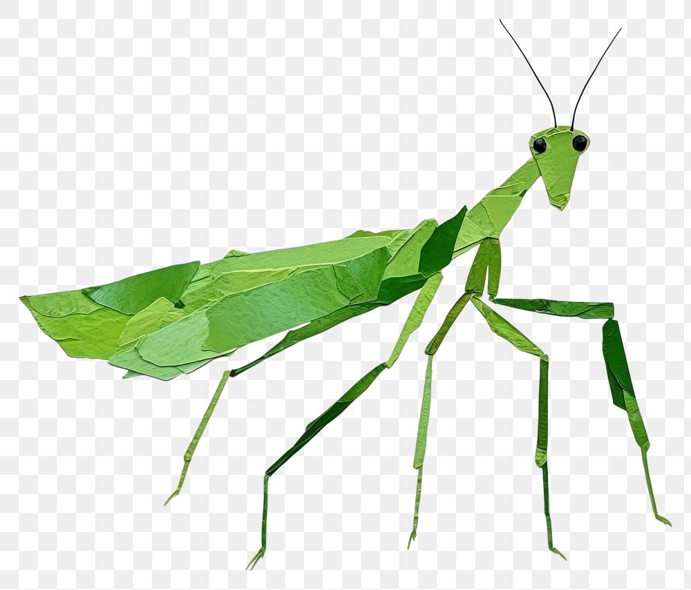 PNG Mantis grasshopper animal insect. AI generated Image by rawpixel.