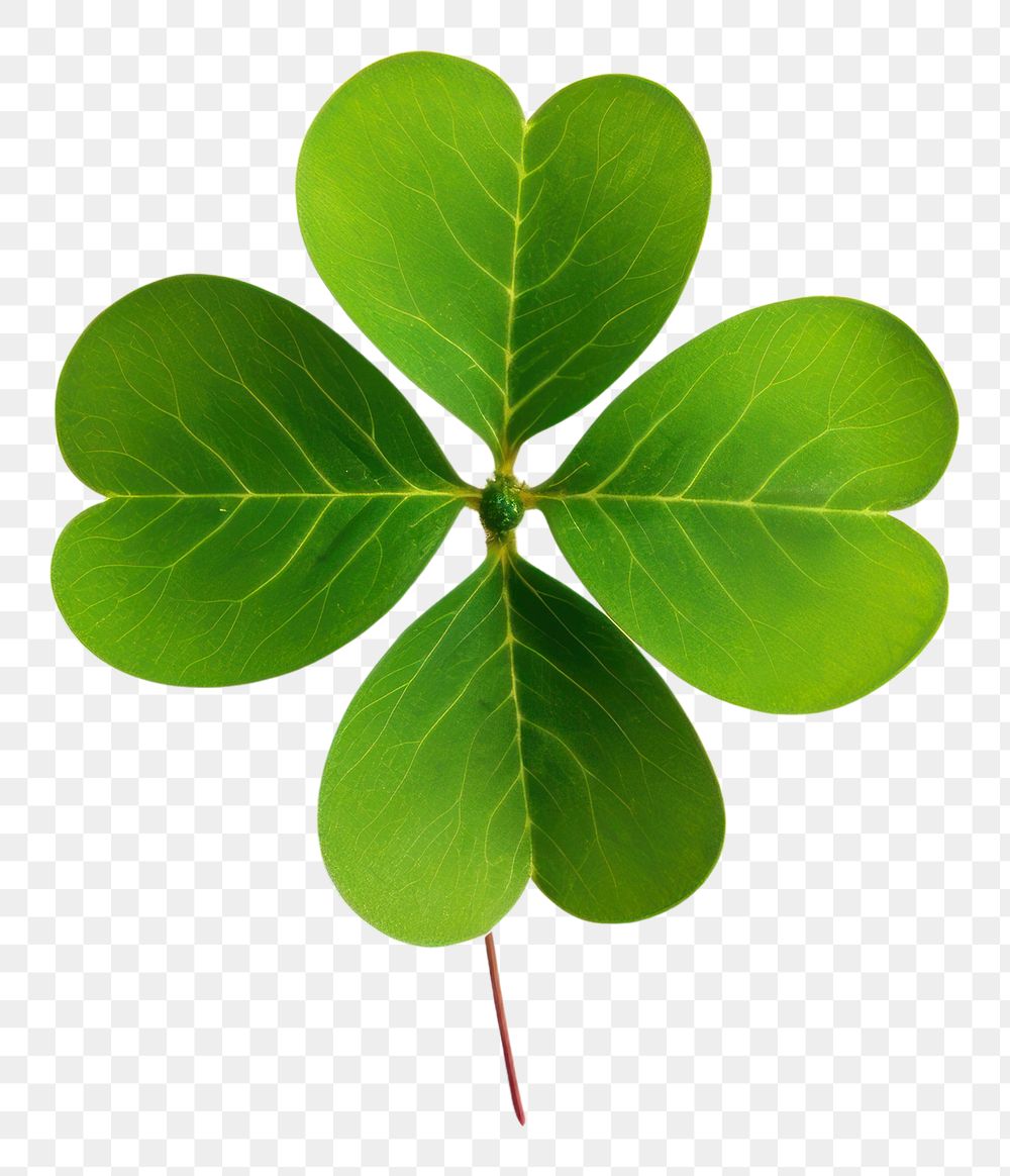 PNG Leaf clover plant green. 