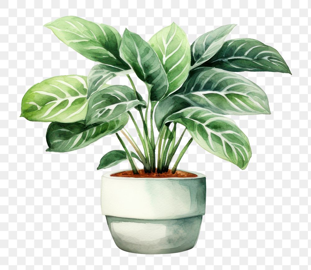 PNG Plant leaf white background houseplant. AI generated Image by rawpixel.