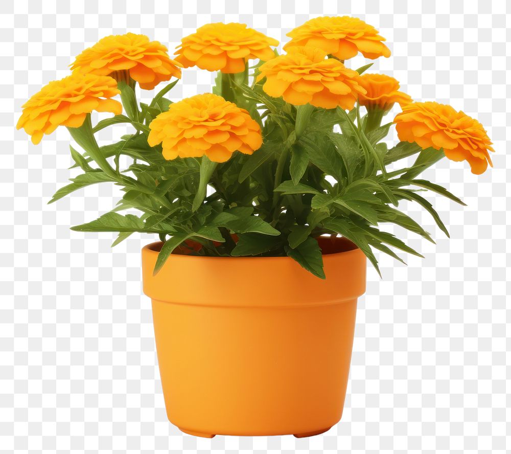 PNG Marigold flower plant white background. AI generated Image by rawpixel.