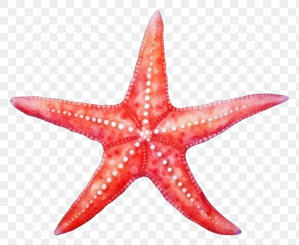 PNG Starfish animal white background invertebrate. 