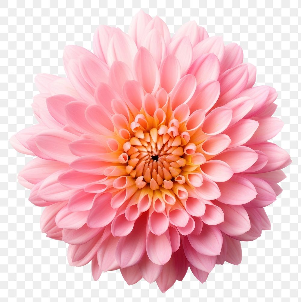 PNG Chrysanthemum flower dahlia petal. AI generated Image by rawpixel.