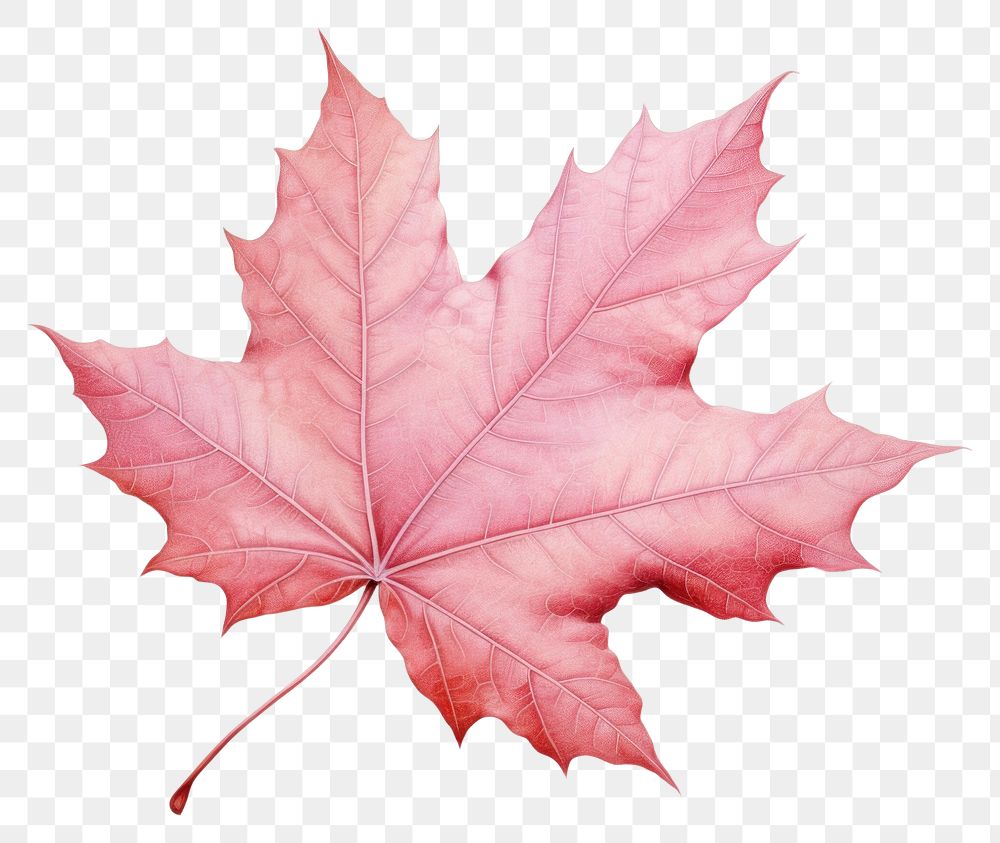 PNG Maple leaf plant tree red. AI generated Image by rawpixel.
