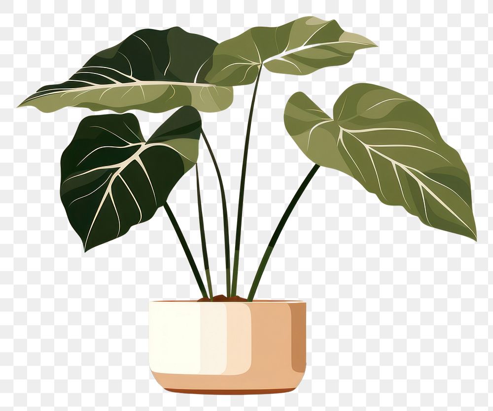 PNG Alocasia longiloba plant vase leaf. 