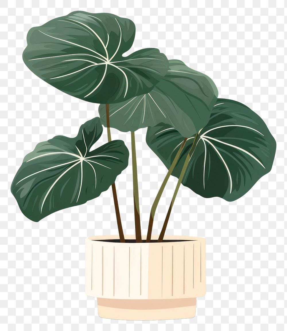 PNG Alocasia longiloba plant leaf houseplant. 