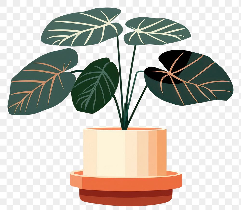 PNG Alocasia longiloba plant leaf houseplant. 