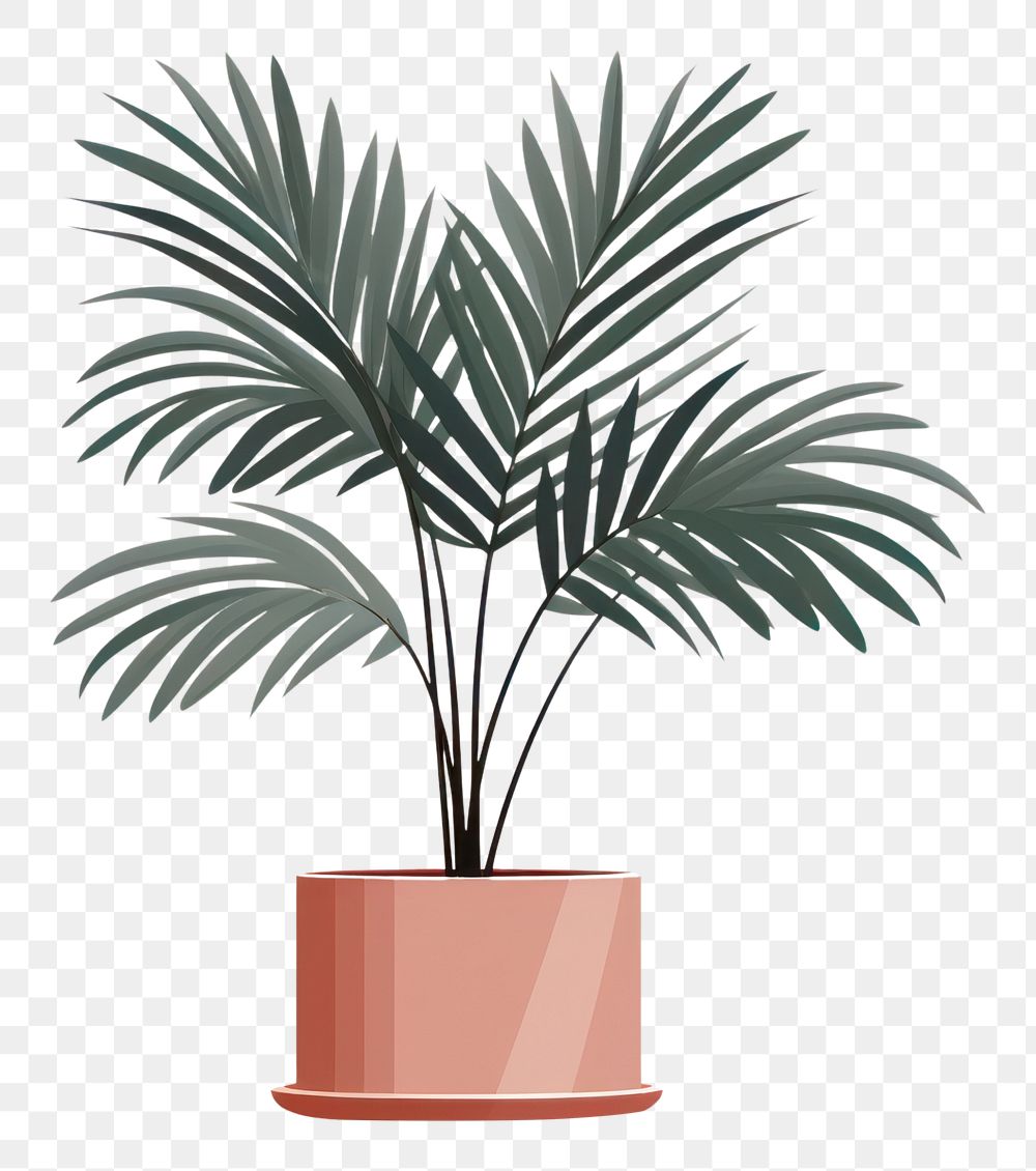 PNG Palm tree plant houseplant palm tree. 