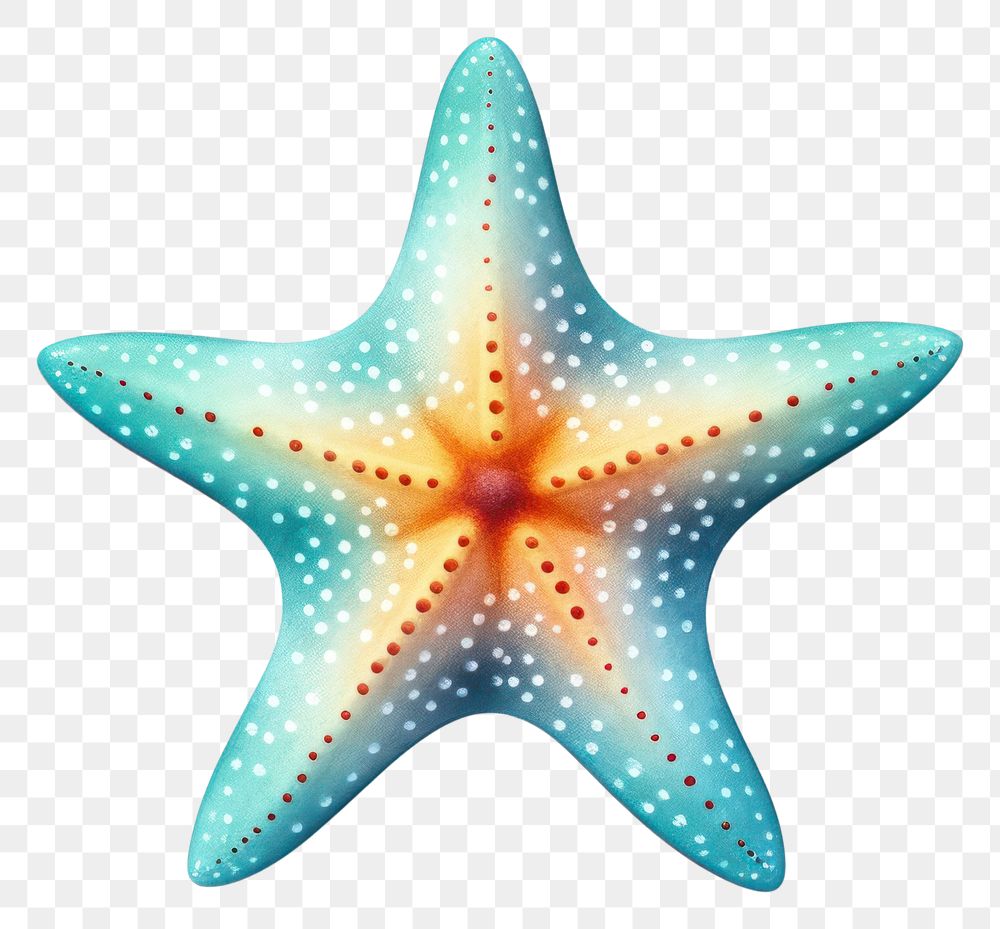 PNG Starfish starfish white background invertebrate. 