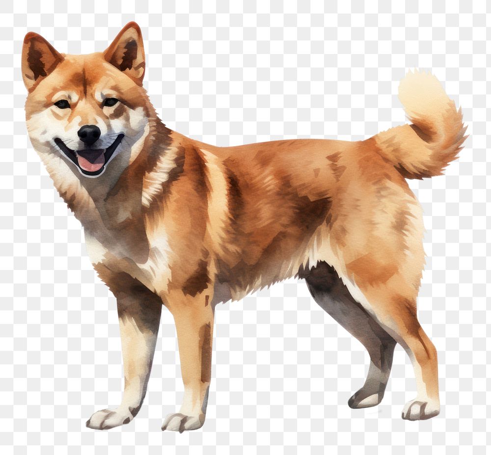 PNG Shiba dog mammal animal pet. 