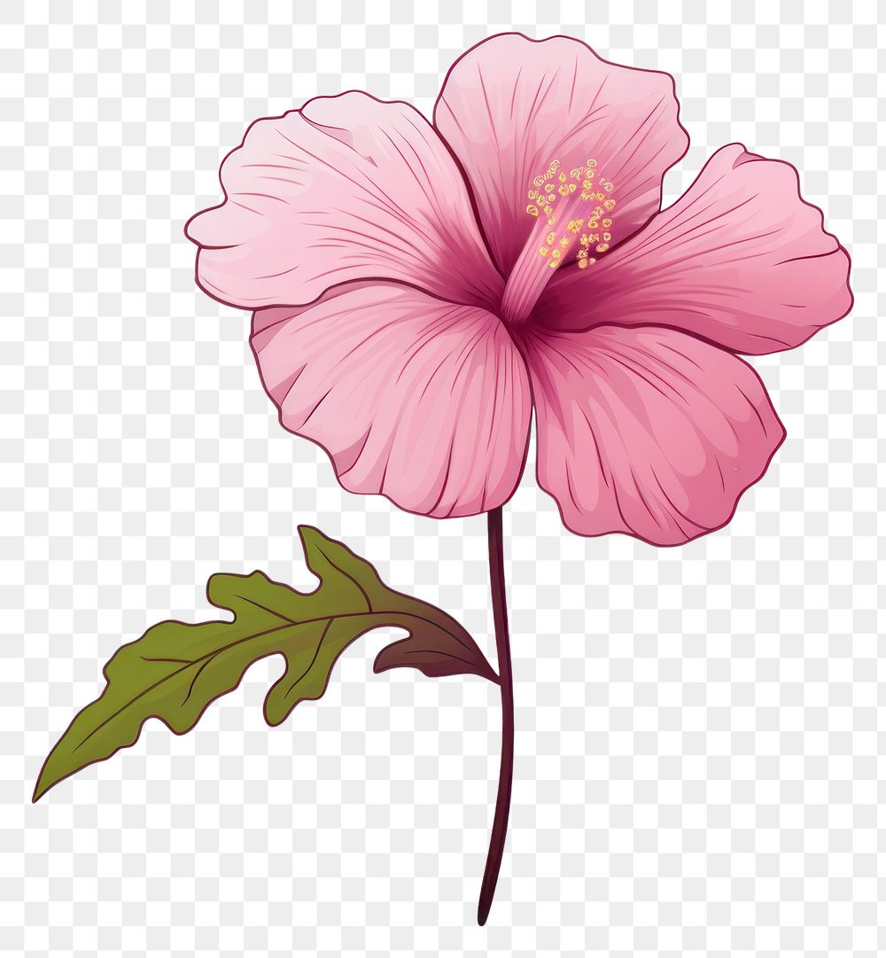 PNG Flower hibiscus drawing plant. 