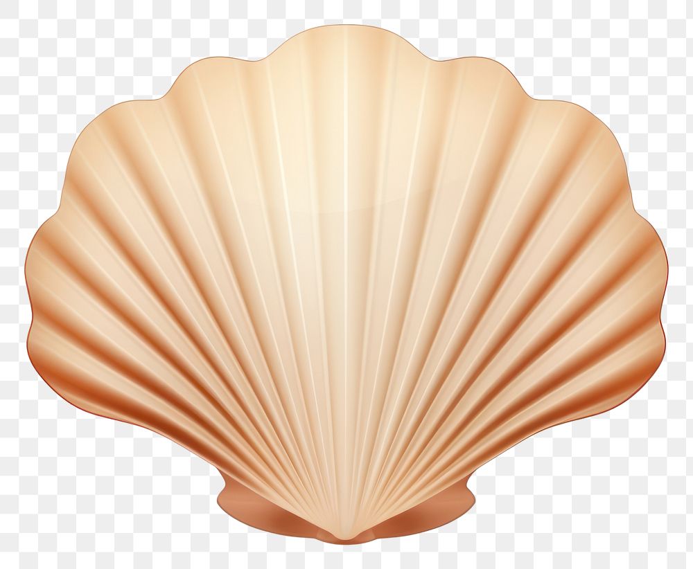 PNG Scallop-seashell clam white background invertebrate. 