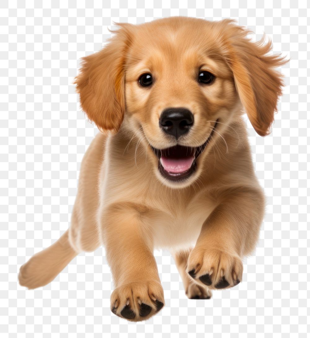 PNG Puppy retriever mammal animal. AI generated Image by rawpixel.
