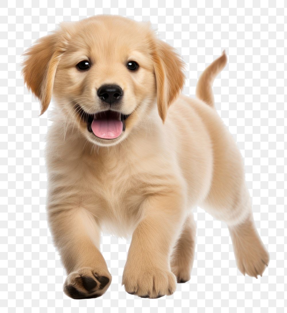 PNG Puppy retriever mammal animal. AI generated Image by rawpixel.