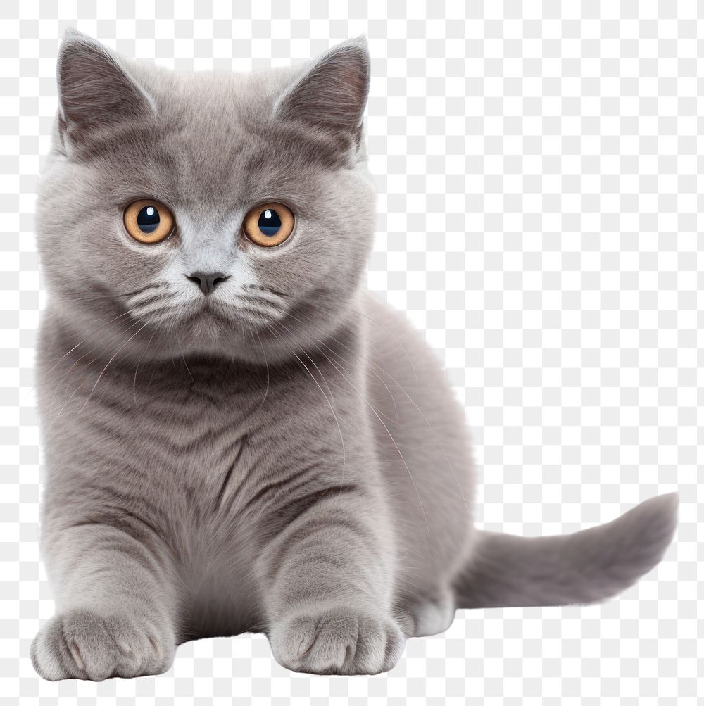 PNG Blue gray british cat animal mammal kitten. AI generated Image by rawpixel.
