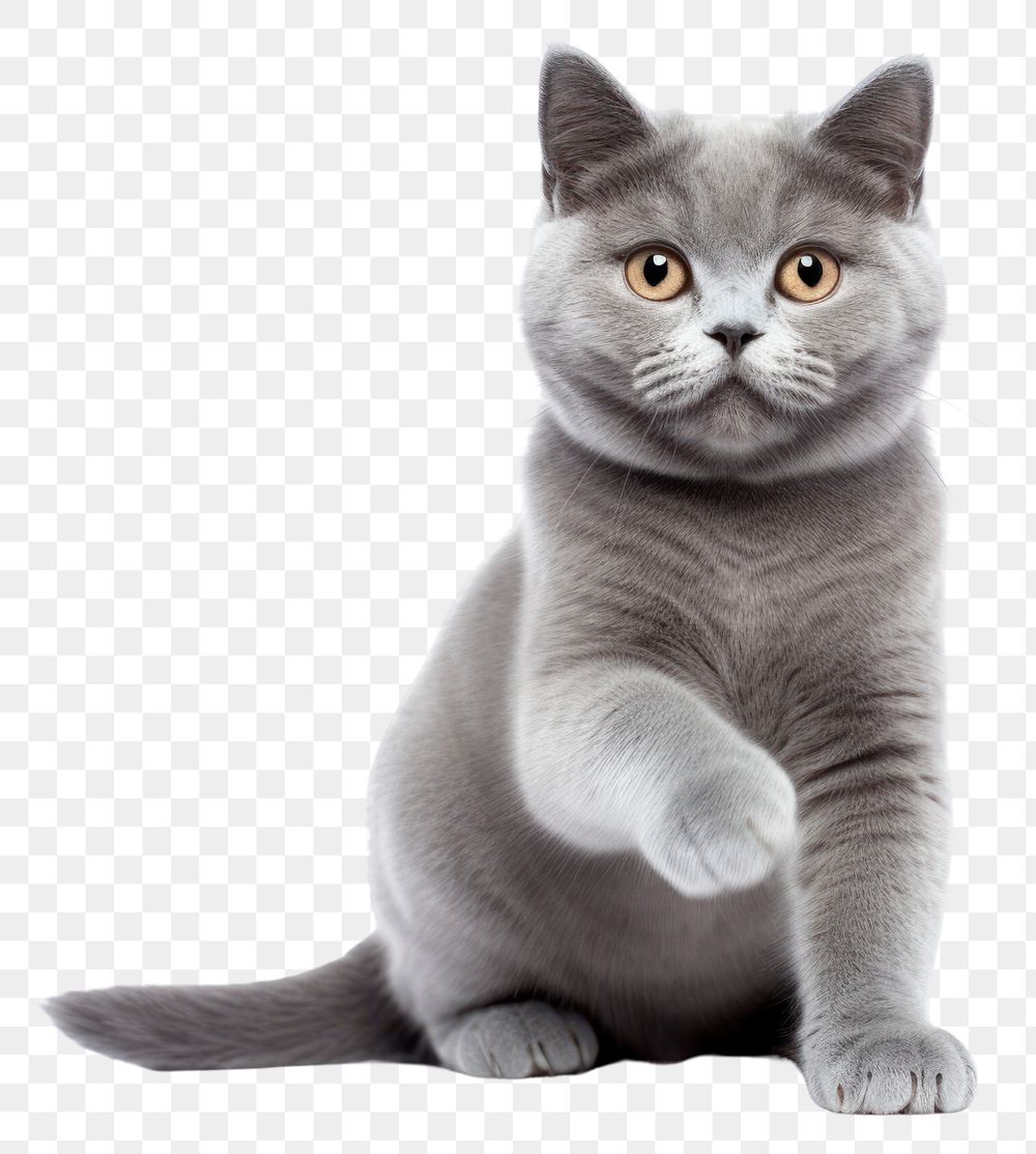 PNG Blue gray british cat animal mammal kitten. 