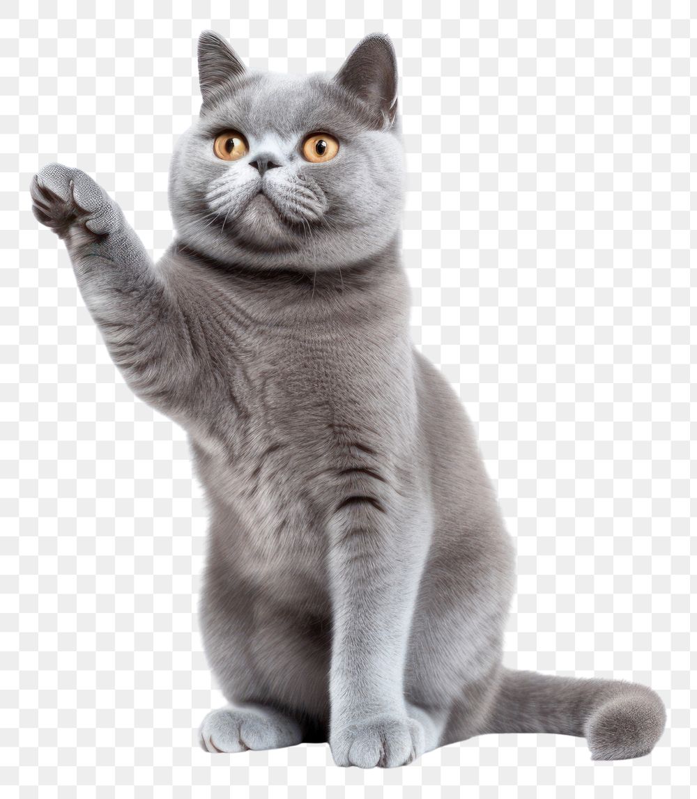 PNG Blue gray british cat waves animal mammal kitten. 