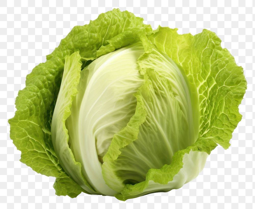 PNG Cabbage lettuce cabbage vegetable plant. AI generated Image by rawpixel.