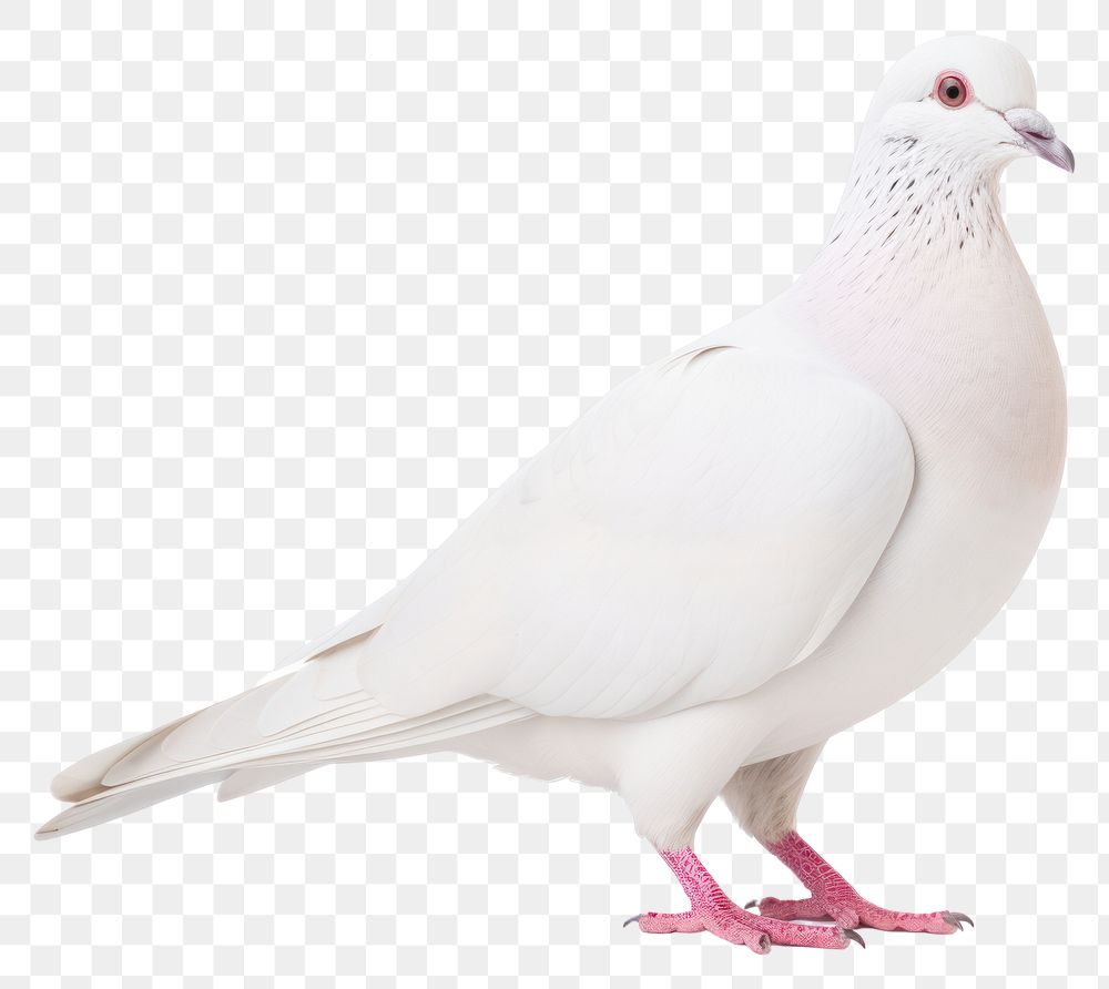 PNG White dove animal pigeon bird. AI generated Image by rawpixel.