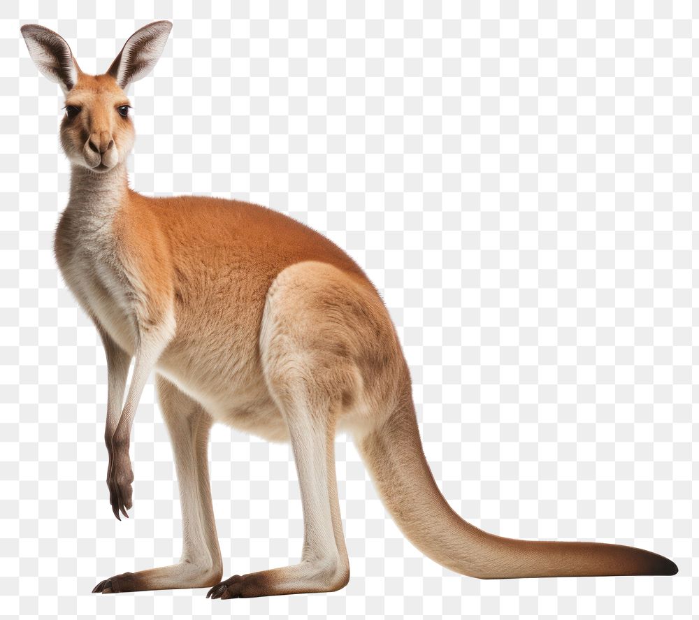 PNG Red Kangaroo kangaroo wallaby animal. AI generated Image by rawpixel.