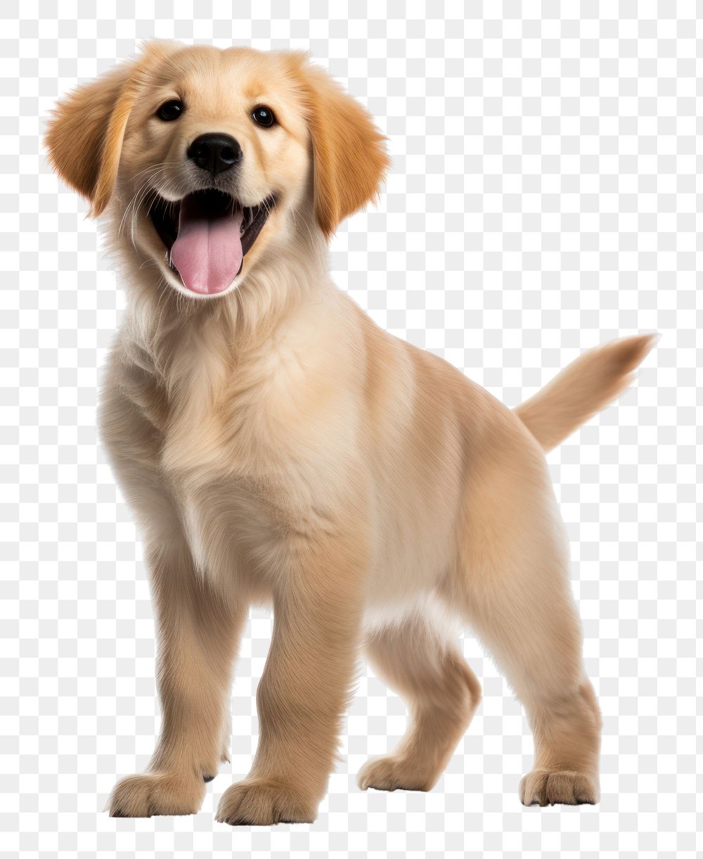 PNG Puppy retriever mammal animal. 