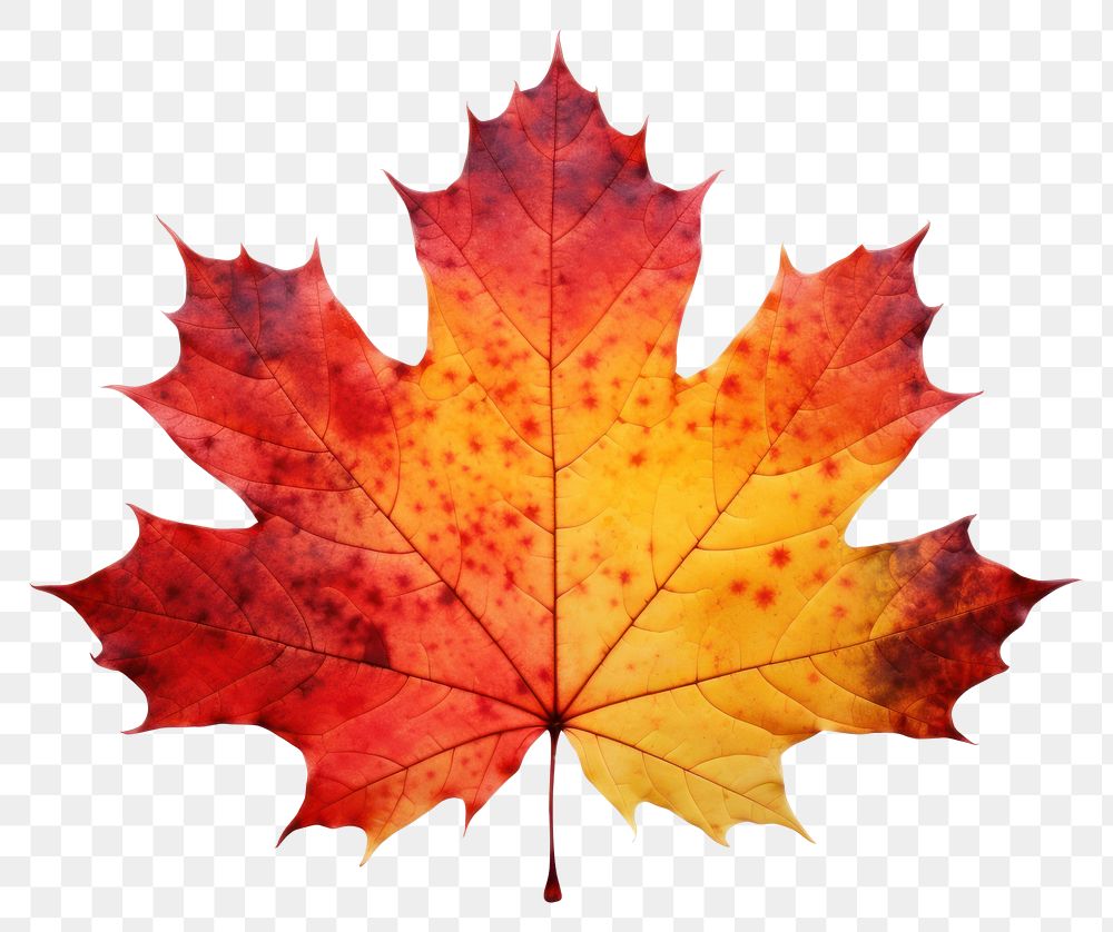 PNG Autumn maple leaf plant tree. AI generated Image by rawpixel.