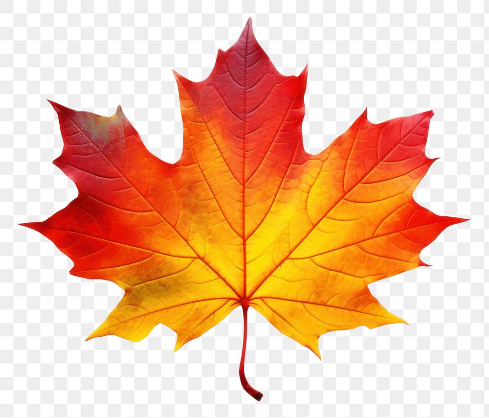 PNG Autumn maple leaf plant tree. AI generated Image by rawpixel.