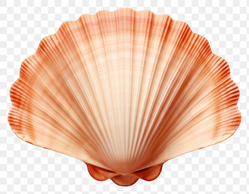 PNG Scallop Shell seashell seafood clam. AI generated Image by rawpixel.