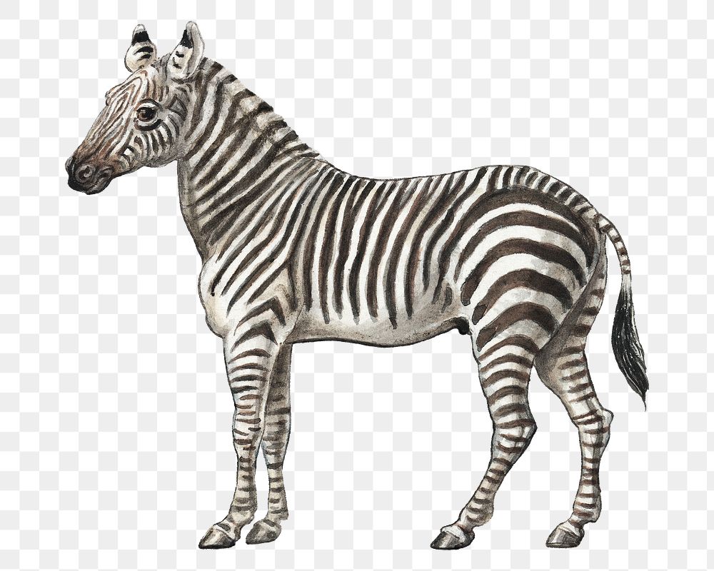 PNG The Zebra, vintage animal illustration by Charles Hamilton Smith, transparent background. Remixed by rawpixel.