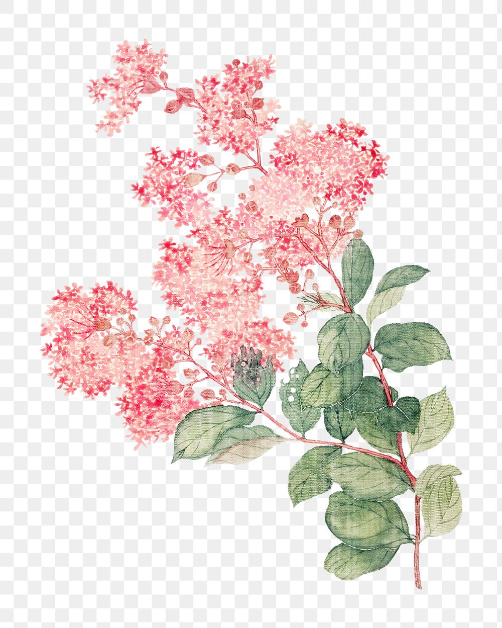 PNG Hydrangea, vintage flower illustration by Ma Yuanyu, transparent background. Remixed by rawpixel.