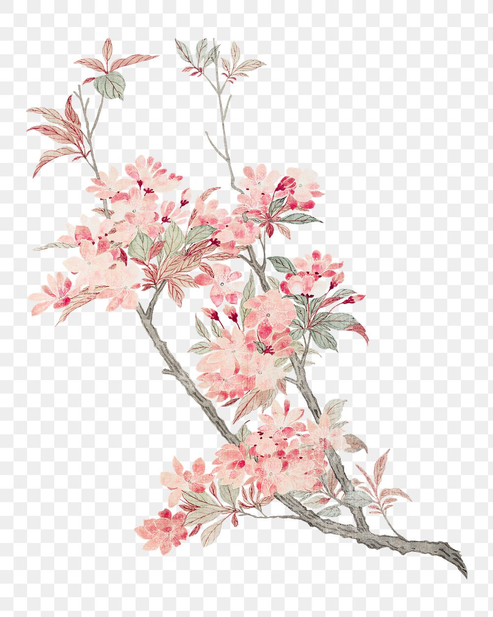 PNG Crabapple Blossoms, vintage flower illustration by Ma Yuanyu, transparent background. Remixed by rawpixel.