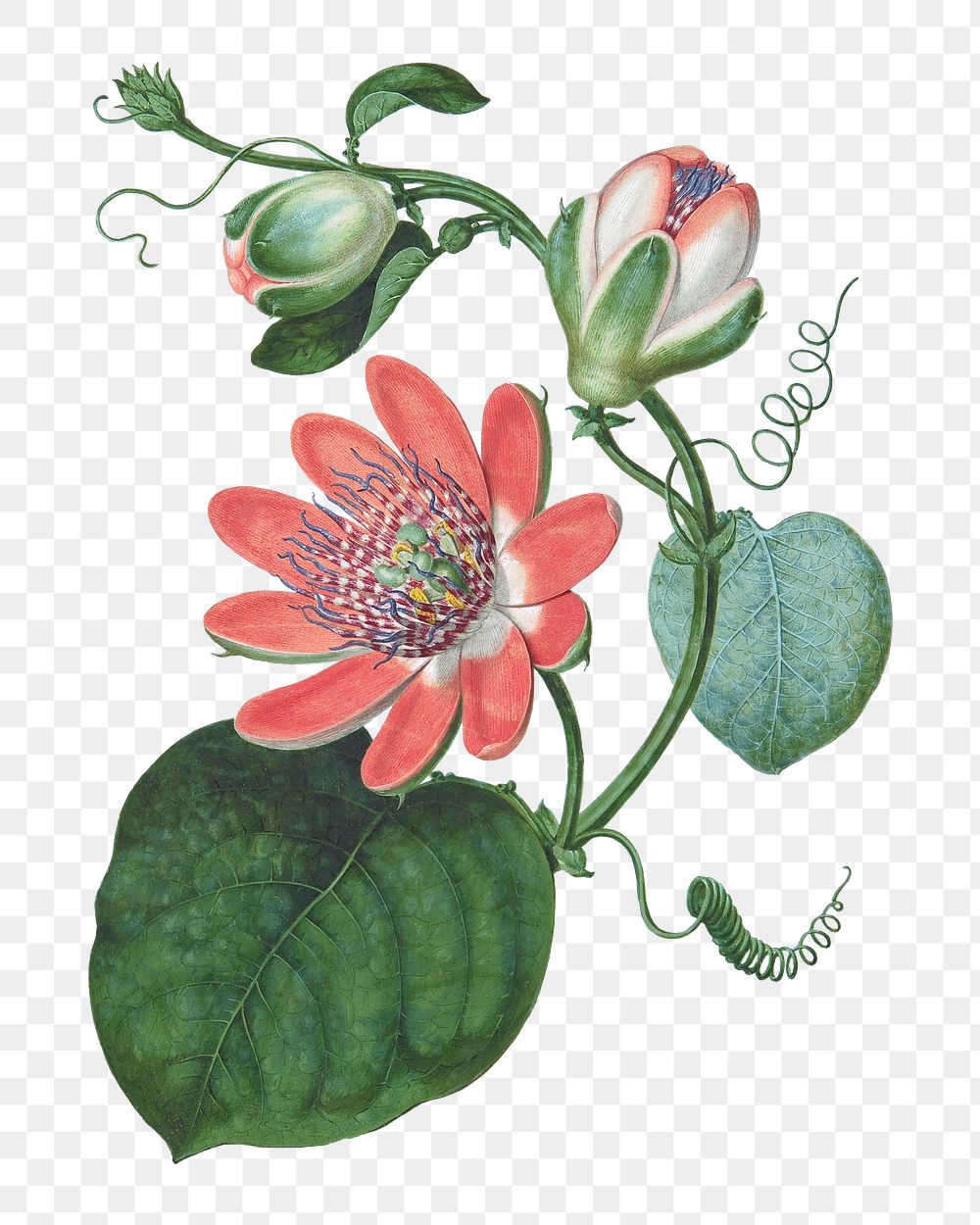 PNG Passion flower, vintage botanical illustration by Sydenham Teak Edwards, transparent background. Remixed by rawpixel.
