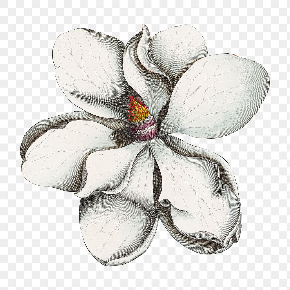 PNG Magnolia grandiflora, vintage flower illustration by Georg Dionysius Ehret; Etcher, transparent background. Remixed by…