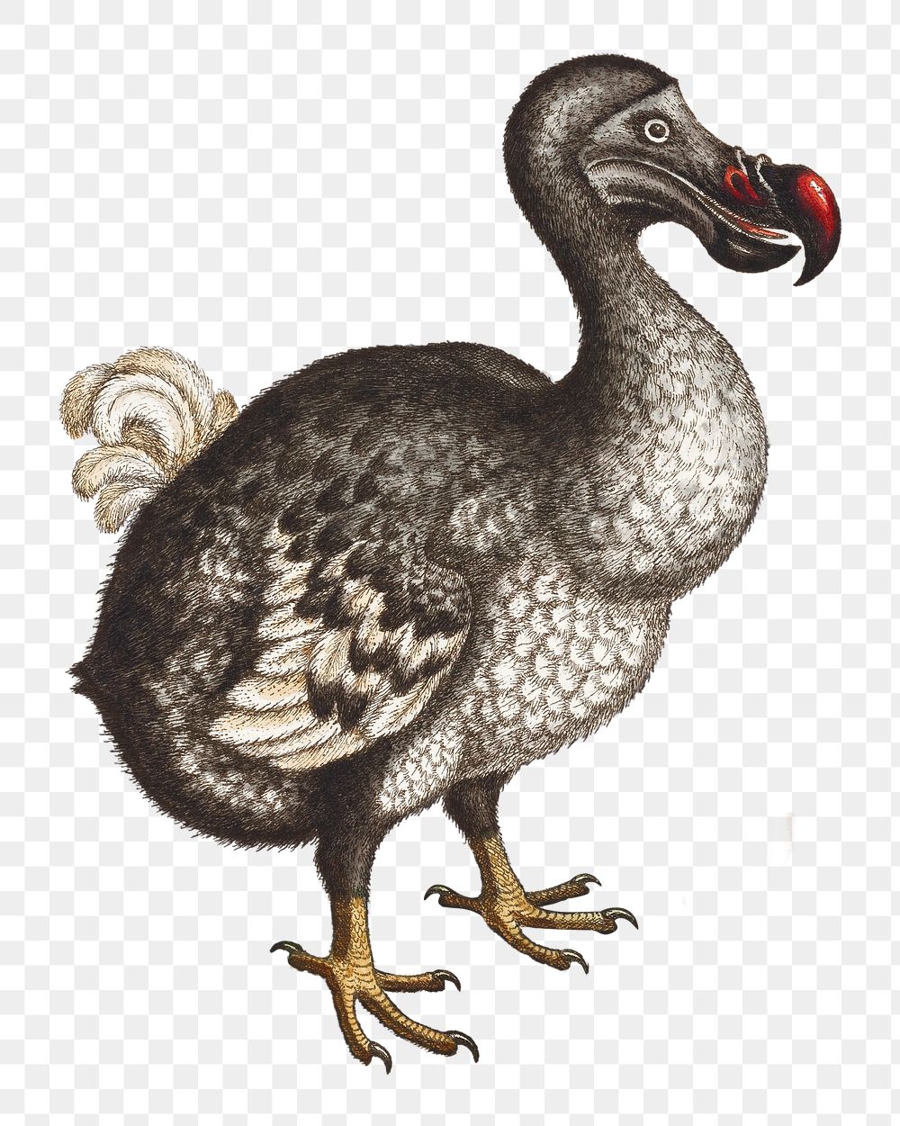 PNG Dodo bird, vintage extinct animal illustration by George Edwards, transparent background. Remixed by rawpixel.