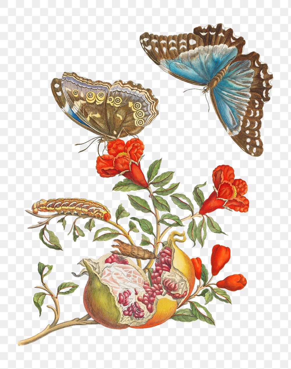 PNG Blue Butterflies and Pomegranate, vintage botanical illustration by Maria Sibylla Merian, transparent background.…