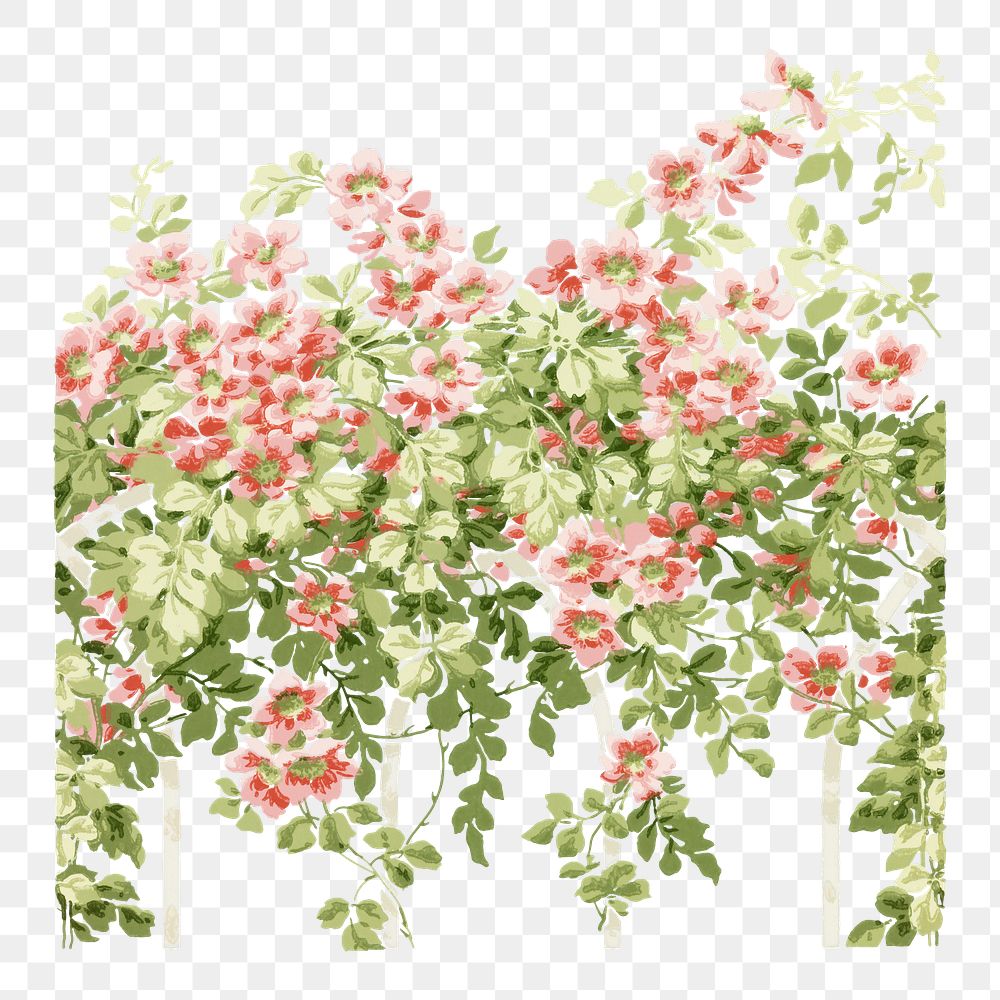 PNG Vintage pink roses, flower illustration, transparent background. Remixed by rawpixel.