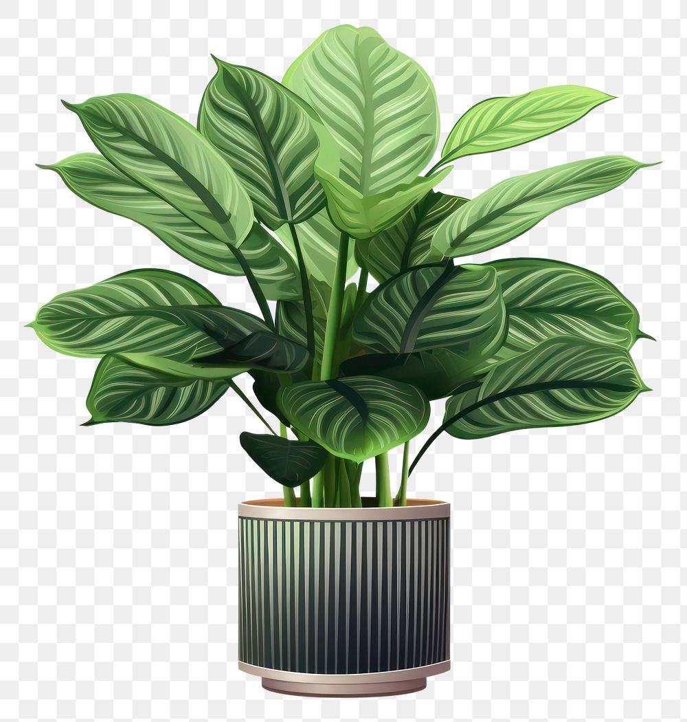 PNG Calathea peacok plant vase leaf  