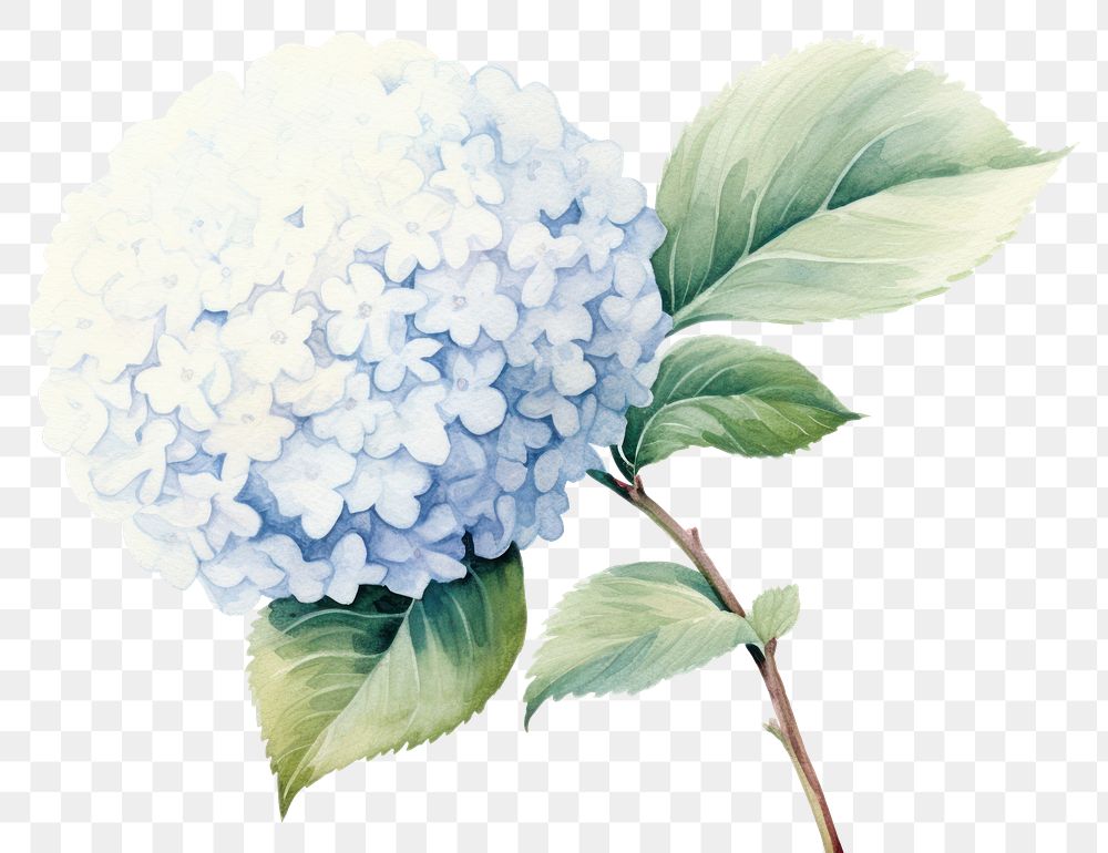 PNG Snowball flower plant white leaf. AI generated Image by rawpixel.
