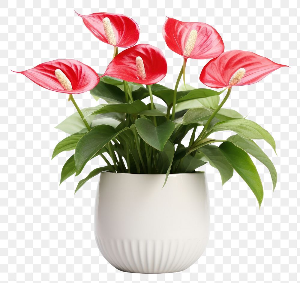 PNG Anthurium flower flowerpot plant. 