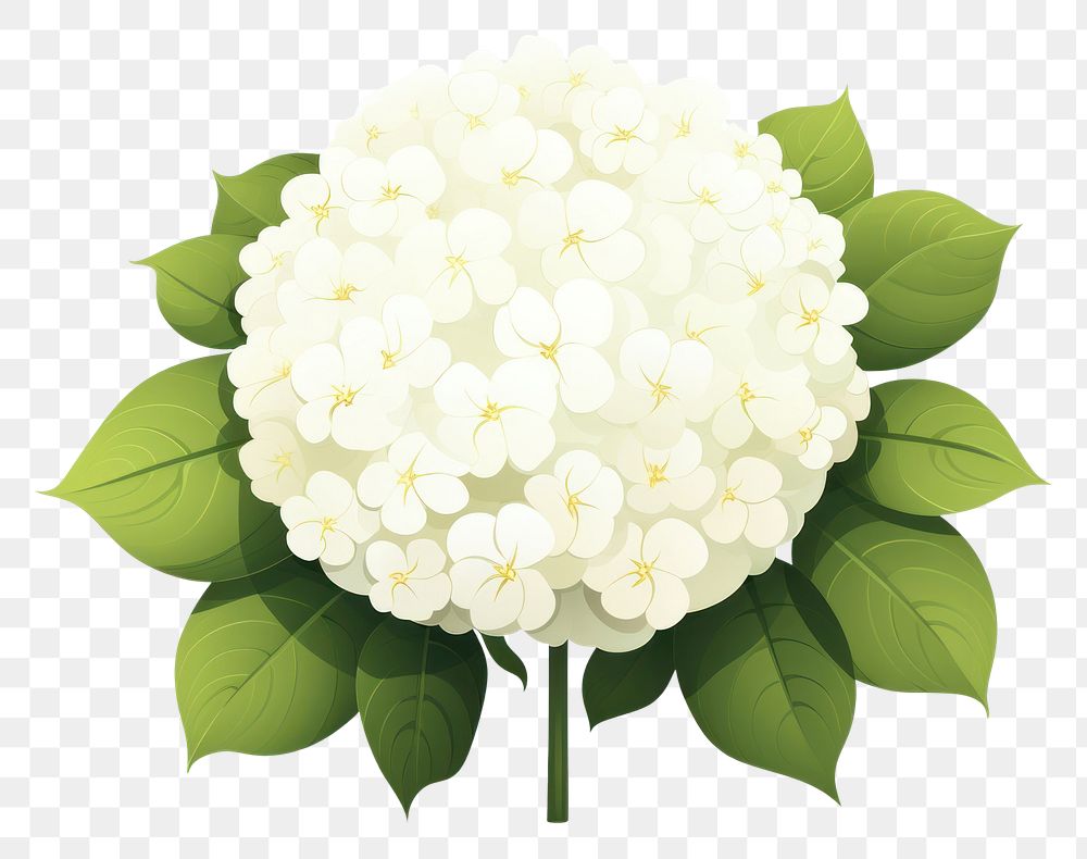 PNG Snowball flower plant white leaf. AI generated Image by rawpixel.