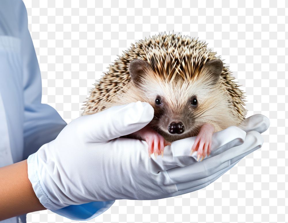 PNG Veterinarian hedgehog animal mammal. AI generated Image by rawpixel.