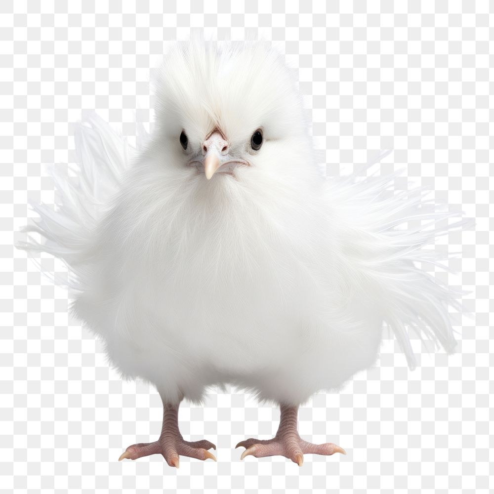 PNG Silkie chicken animal white bird. 